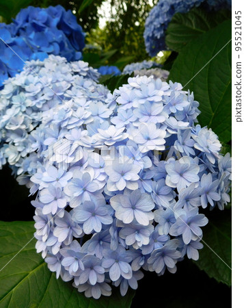 Hydrangea Temari Temari English Garden 95521045