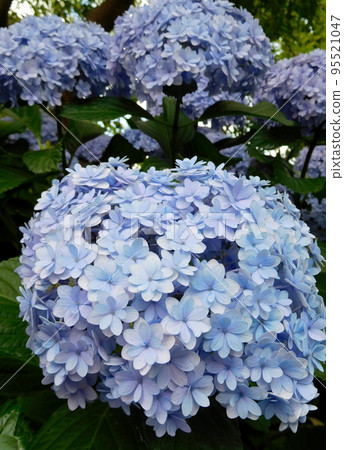 繡球手鞠 手鞠英國花園 繡球手鞠 手鞠英國花園 95521047