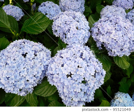 繡球手鞠 手鞠英國花園 95521049