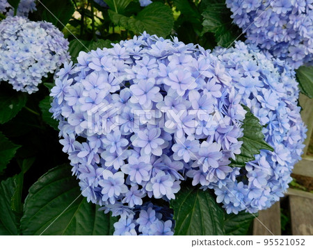 Hydrangea Temari Temari English Garden Hydrangea Temari Temari English Garden 95521052