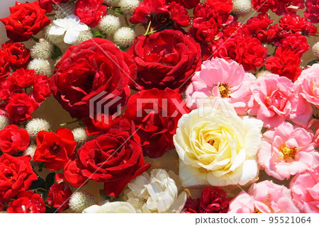 玫瑰花盆 玫瑰花盆 95521064