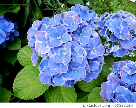 繡球花 Blue Picotea 馬納斯魯英式花園 95521120