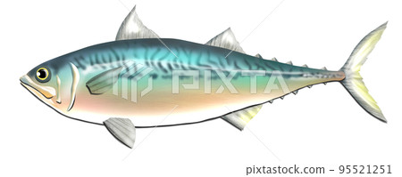 Illustration of oily mackerel 95521251