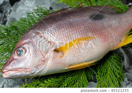 新鮮的紅鯛魚 95521255