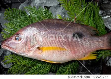 新鮮的紅鯛魚 95521256