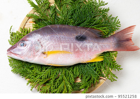 新鮮的紅鯛魚 新鮮的紅鯛魚 95521258