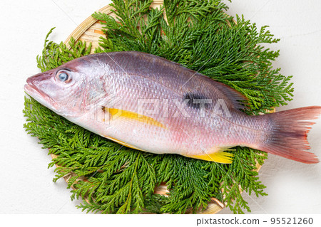 fresh red snapper fresh red snapper 95521260