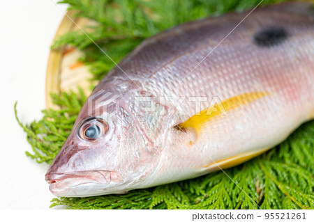 fresh red snapper 95521261