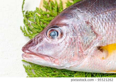 新鮮的紅鯛魚 95521262