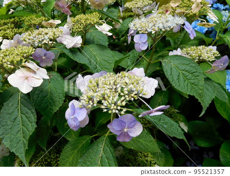 繡球花品種 英國花園 95521357