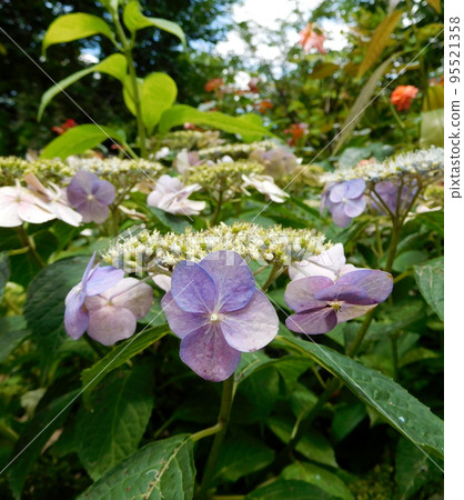 繡球花品種 英國花園 95521358