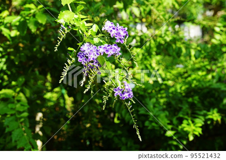 Duranta Duranta erecta golden dewdrop 95521432