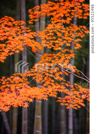 Tenryu-ji Temple (bamboo grove and autumn leaves)_3326 95521498