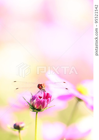 Dragonfly 449 Dragonfly 449 95521542