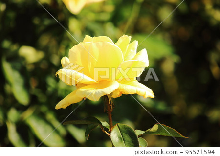 A yellow rose in a botanical park bathed in autumn sunlight (1) A yellow rose in a botanical park bathed in autumn sunlight (1) 95521594