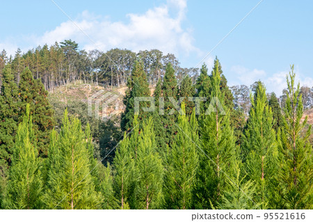 Raising cedar Raising cedar 95521616