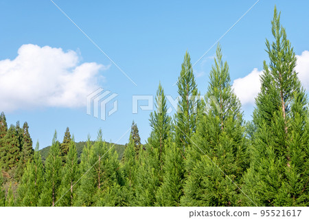 Raising cedar Raising cedar 95521617
