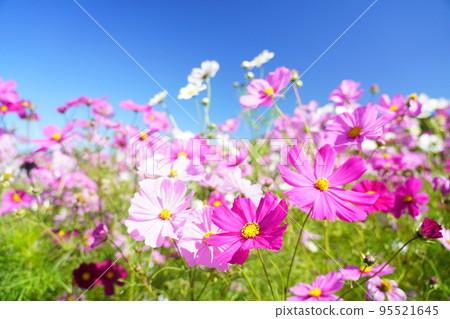 Cosmos 1690 Cosmos 1690 95521645