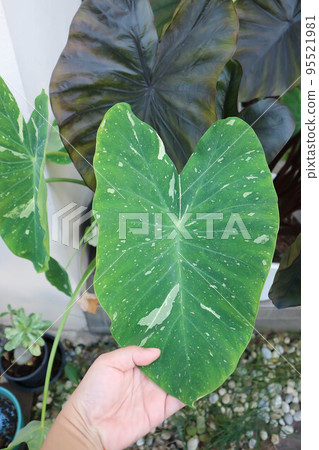 colocasia milky way, Colocasia or Esculenta Hilo or Colocasia bicolor 95521981