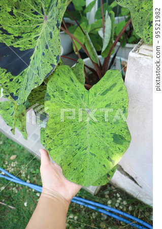 Alocasia, Alocasia mohito or Mojito Alocasia or tricolor alocasia or black and green leaf or touch plant 95521982