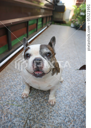 dog or French bulldog or old dog dog or French bulldog or old dog 95521991