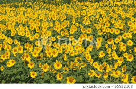 Fall sunflower field Fall sunflower field 95522108