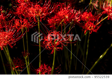 群集孤挺花 95522539