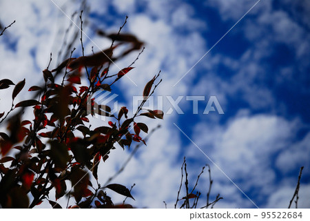 秋葉 秋葉 95522684