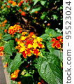 cute little orange lantana 95523024