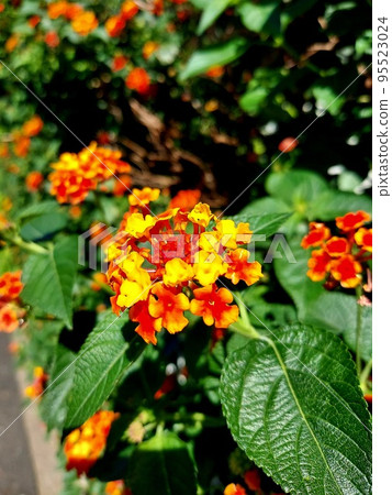 cute little orange lantana 95523024