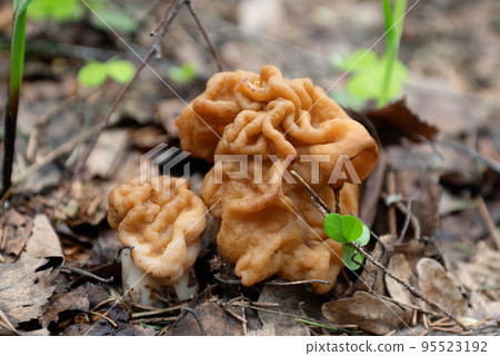 Gyromirta gigas mushrooms growing in forest in spring Gyromirta gigas mushrooms growing in forest in spring 95523192