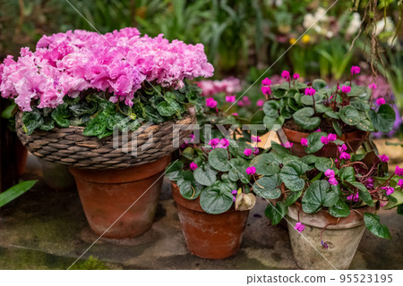 Potted Cyclamen plant blooming with pink flowers in garden Potted Cyclamen plant blooming with pink flowers in garden 95523195