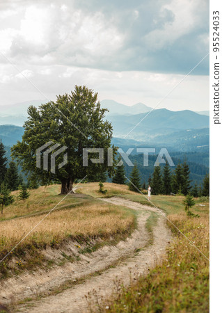 Man near old big beech tree in the mountains 95524033