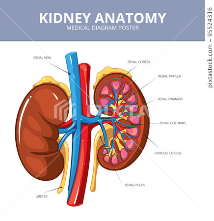 Kidney medical vector diagram poster 95524316
