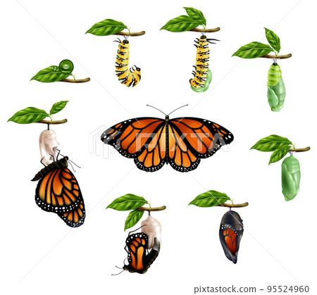 Life Cycle Of Butterfly Realistic Set Life Cycle Of Butterfly Realistic Set 95524960