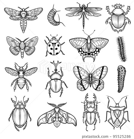 Insects Black White Line Icons Set 95525286