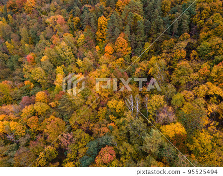 overhead view autumn forest texture overhead view autumn forest texture 95525494