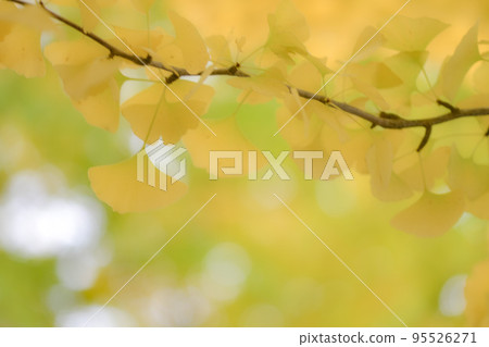 秋葉銀杏 95526271