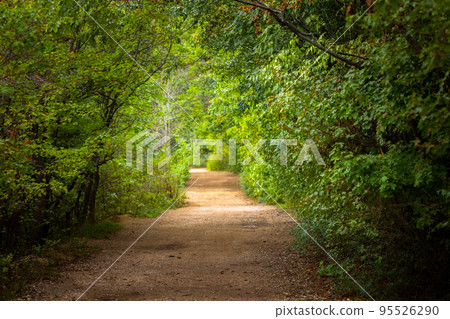 Green foliage with forestal path angle shot 95526290