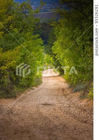 Green foliage with forestal path angle shot 95526291