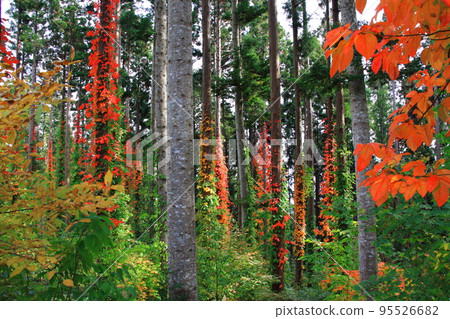 Autumn leaves from Hokkaido _ Kijihiki Highlands Autumn leaves from Hokkaido _ Kijihiki Highlands 95526682