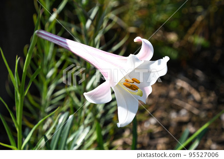 Lily 95527006