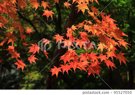 Autumn Leaves Hokkaido_Old Shimamatsu Station 95527050