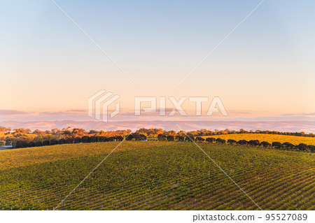 Vineyards in McLaren Vale at sunset 95527089