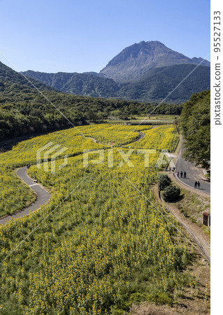 島原雲山花卉公園的秋季向日葵花田 島原雲山花卉公園的秋季向日葵花田 95527133