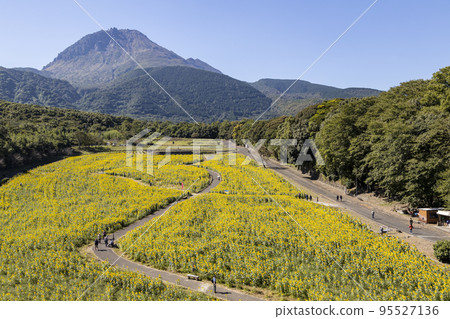 島原雲山花卉公園的秋季向日葵花田 島原雲山花卉公園的秋季向日葵花田 95527136