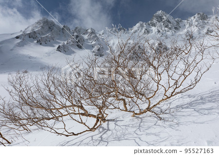 中央阿爾卑斯千疊敷馬戲團長野縣白樺被白雪覆蓋和富士山。 95527163