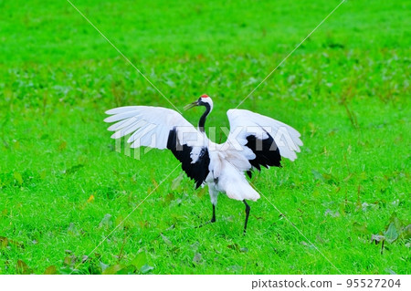 Red-crowned Cranes of Kushiro Marsh (Kushiro City, Hokkaido) Red-crowned Cranes of Kushiro Marsh (Kushiro City, Hokkaido) 95527204