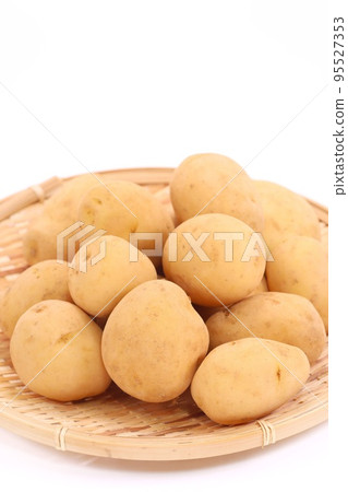 Potato harvesting strainer bright background Potato harvesting strainer bright background 95527353