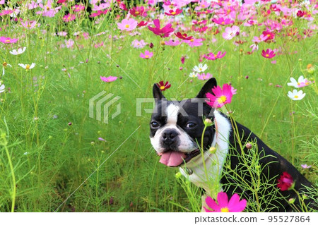 2022Mighty，一隻波士頓梗犬，在日本最幸福的小鎮鳩山的里山上色的宇宙田野裡看起來很可愛♡ 95527864